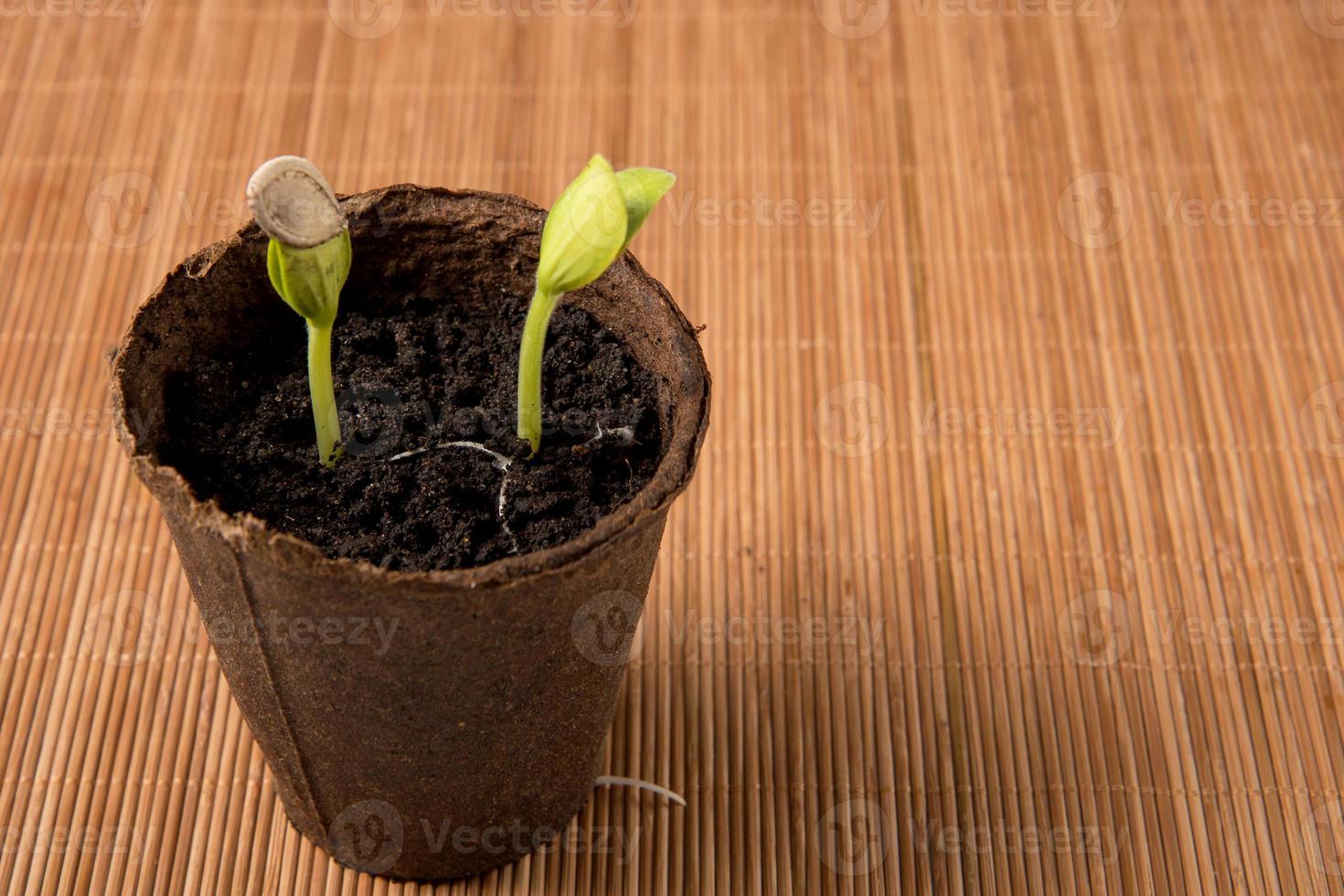 pumpkin sprouts with a seed on a leaf in a peat pot on a brown napkin with copy space photo