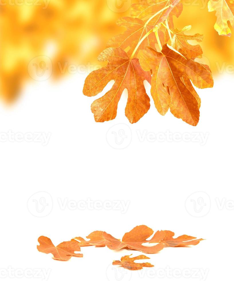 Autumn leaves concept photo