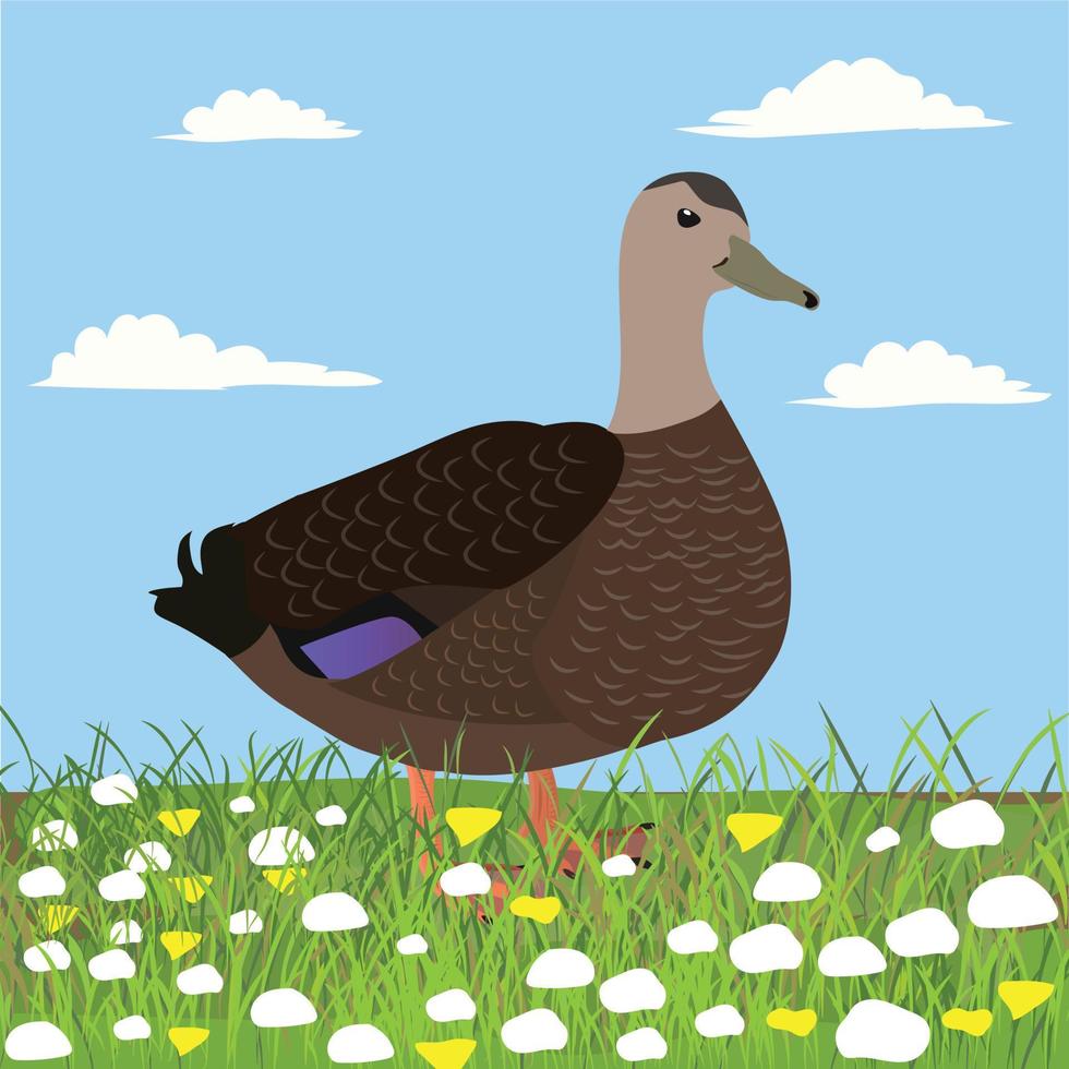 American Black Duck Vector Illustration