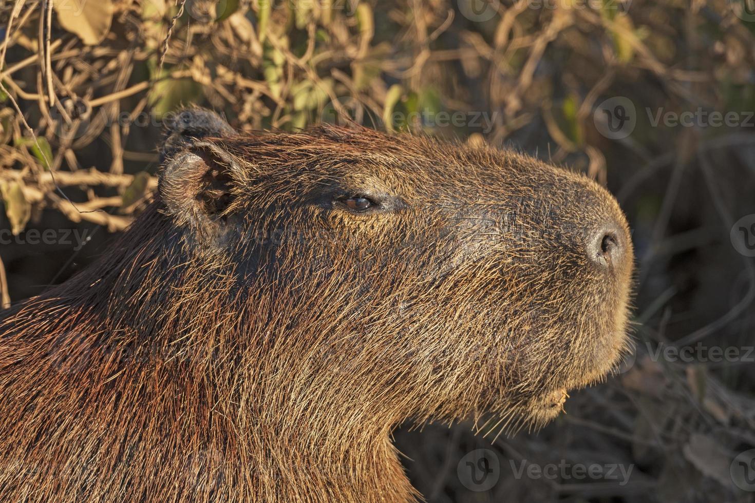 Head Details of a Capybara photo