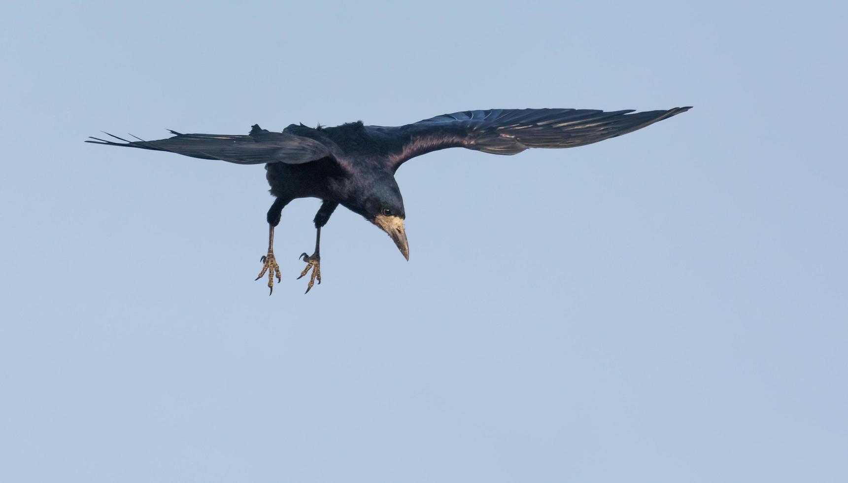 Shiny Rook - corvus frugilegus - in gliding flight in blue sky with spreaded wings and legs adroop photo