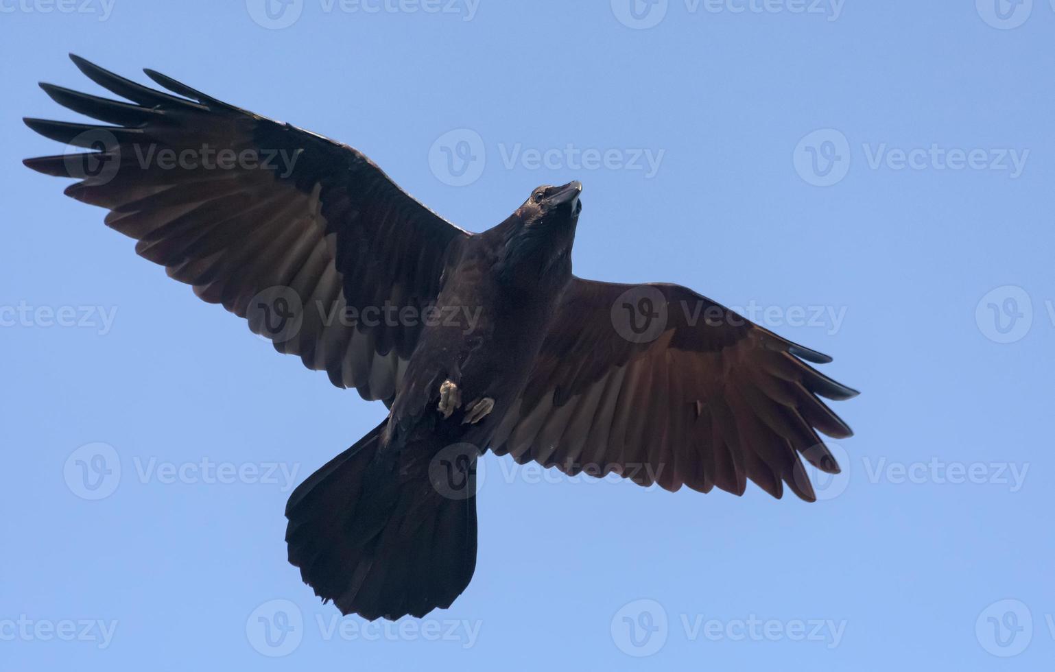 Adult Common Raven - corvus corax - hovers in blue sky with stretched wings and tail photo