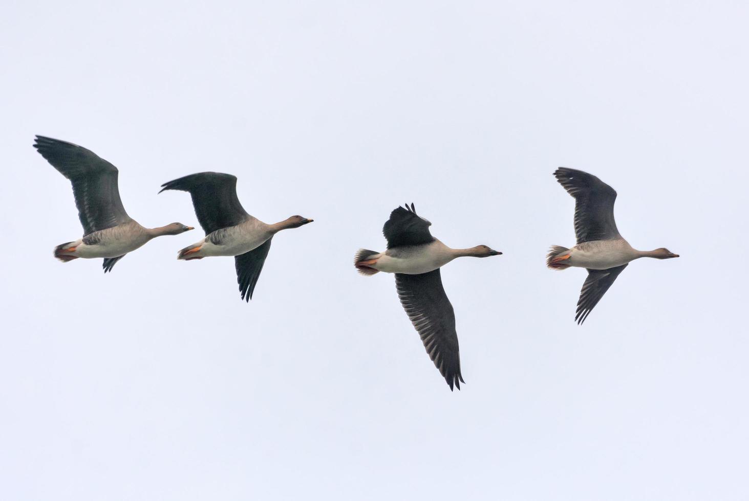 pequeño rebaño de frijol gansos - anser fabalis - apretado mosca en ligero cielo cerca a cada otro en otoño foto