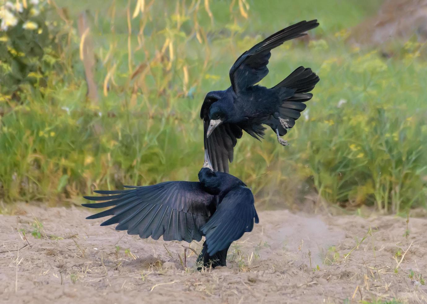 Rook - corvus frugilegus - attacks another rook in fast flight with spreaded tail and wings photo