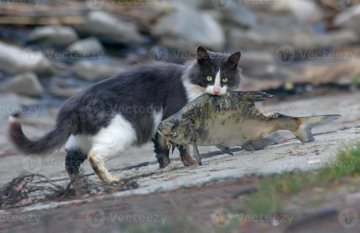 Wild feral cat holding very big fish catched near lake photo