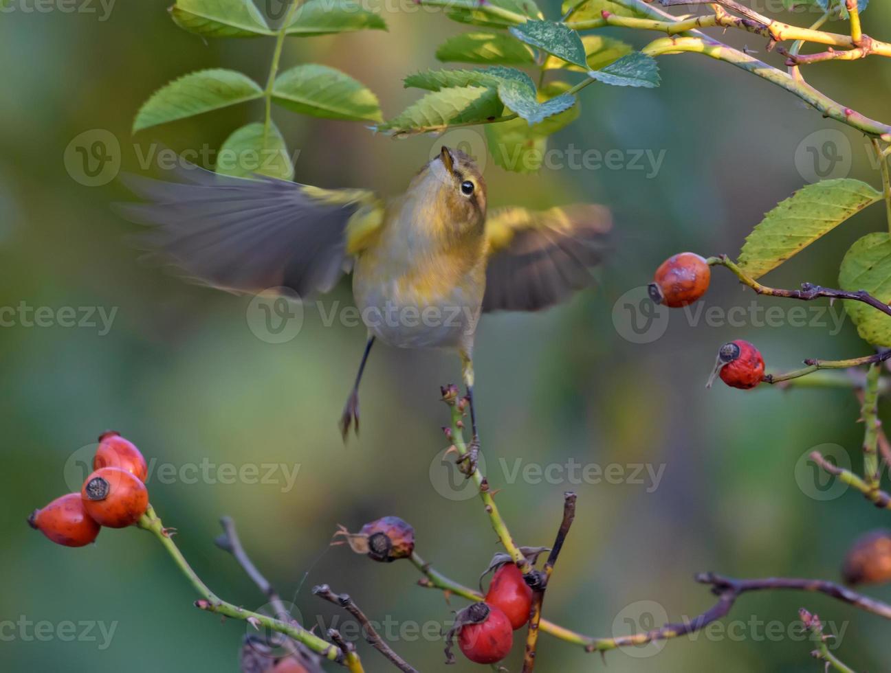 común chiffchaff - phylloscopus collybita - flotar en vuelo con esparcido alas en buscar para insecto comida profundo en denso Rosa arbusto foto