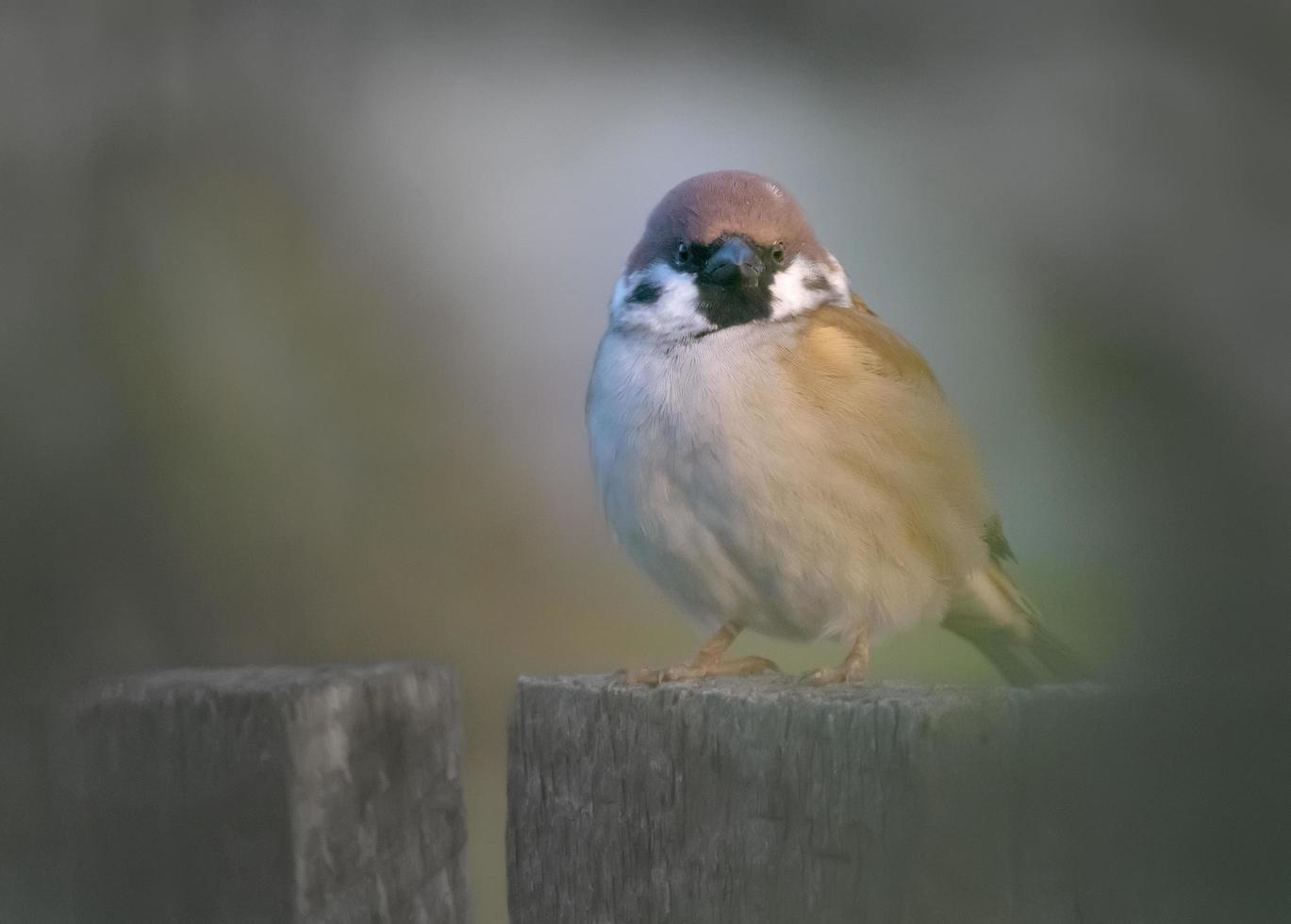 Eurasian tree sparrow - passer montanus - posing perched on old looking wooden garden fence photo