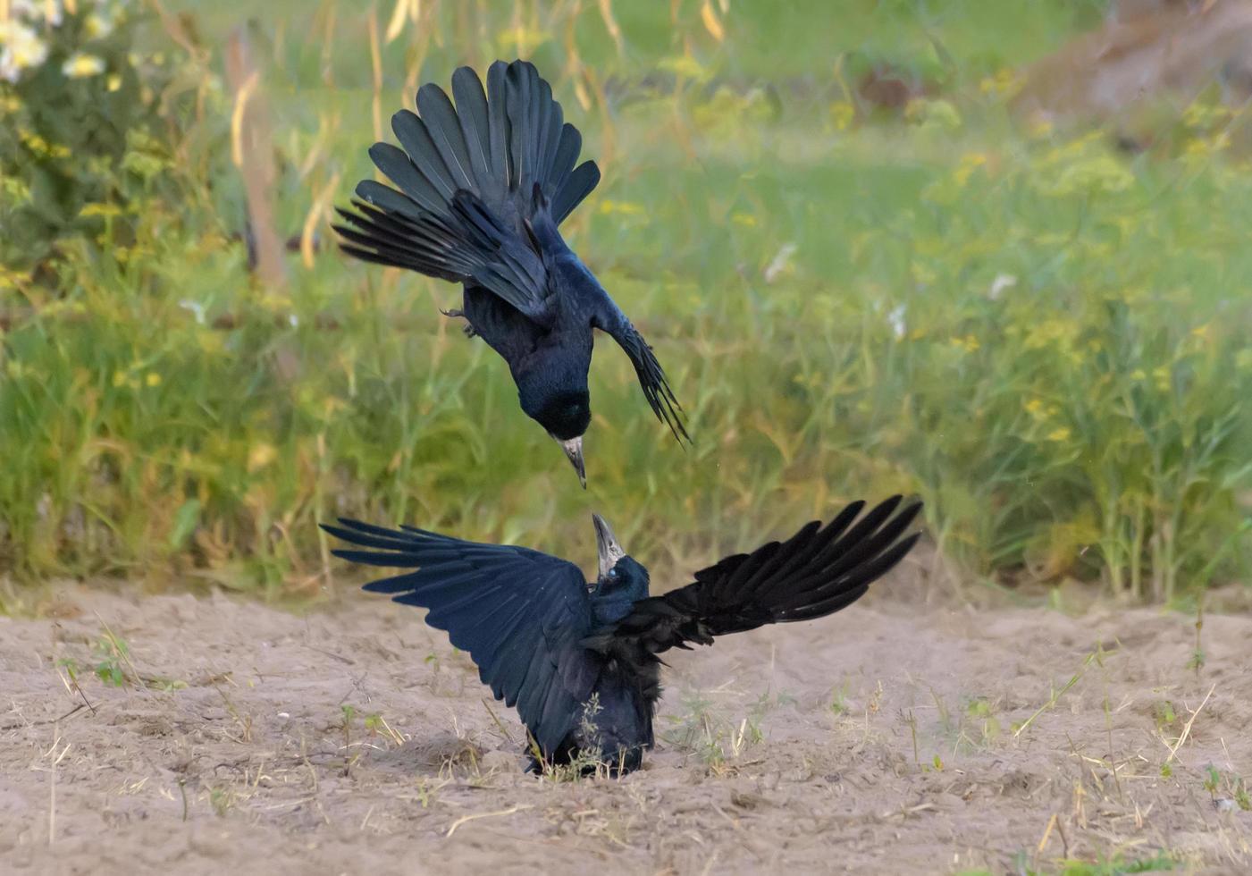 Rook - corvus frugilegus - in severe fight on the ground over food and territory in autumn time photo