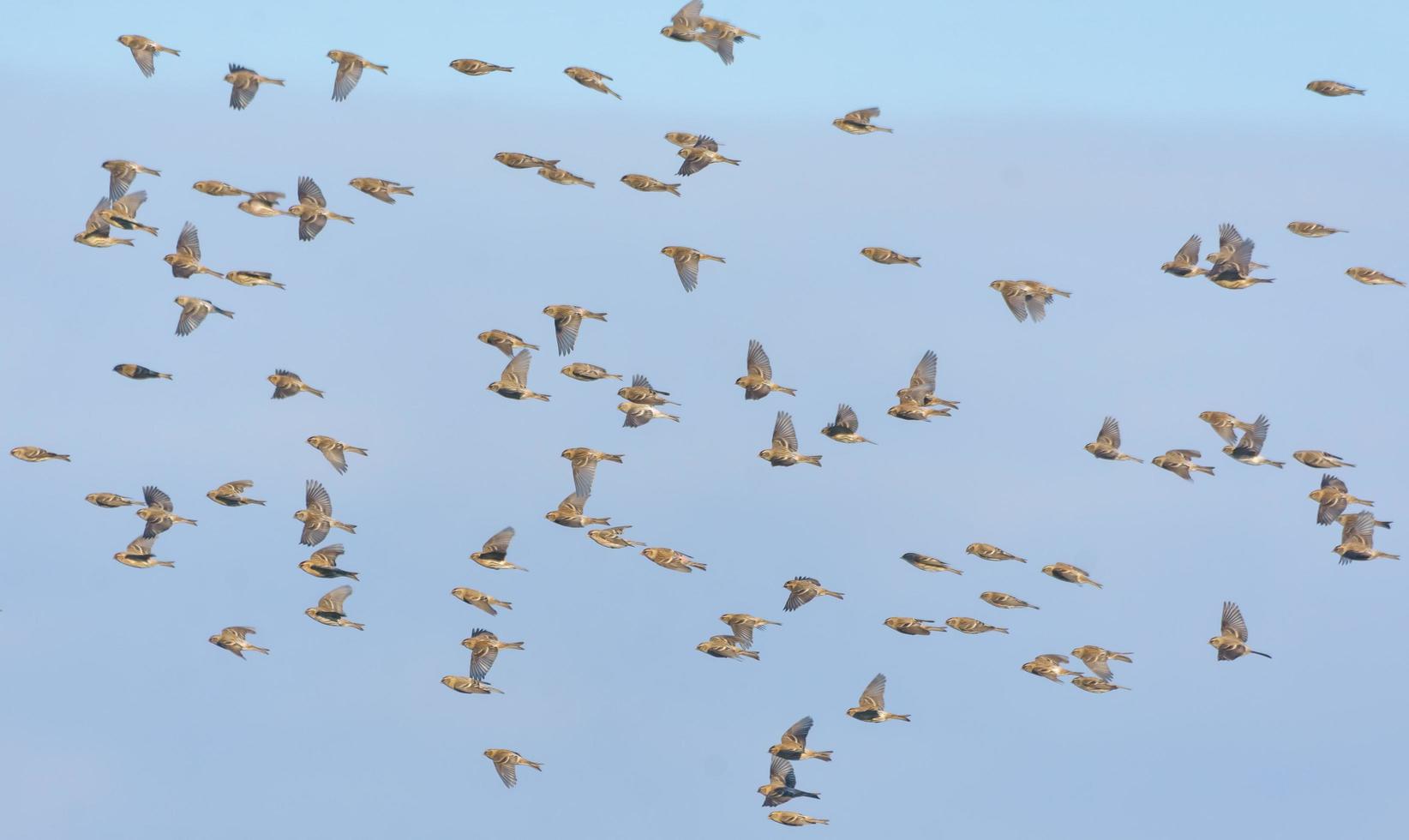 Herd of Common redpolls - Acanthis flammea - flying fast in snowy winter over clear blue sky photo