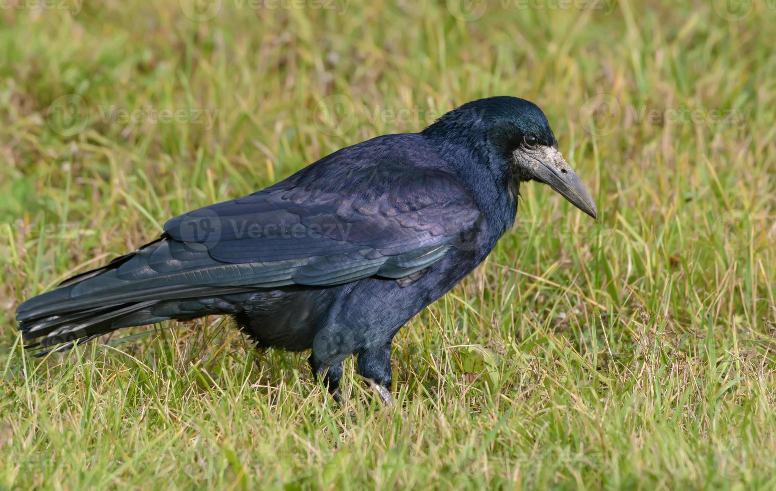 Shiny and glossy Rook - corvus frugilegus - walks and search food on the grass field in autumn season photo
