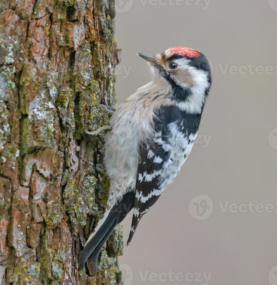 clásico masculino menor manchado pájaro carpintero - secobates menor - posando en un antiguo árbol en invierno temporada foto