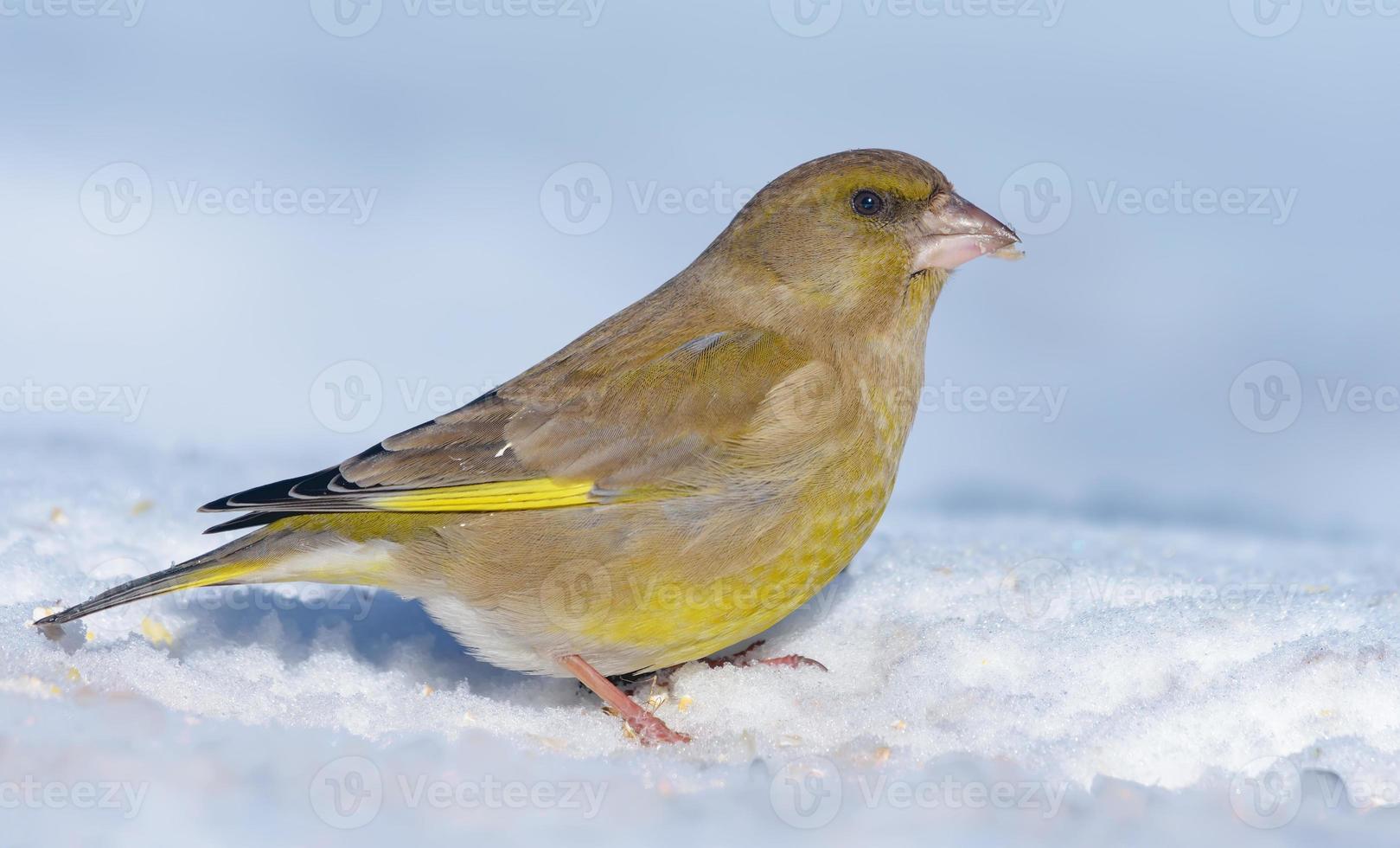 Vivid Male European Greenfinch - Chloris chloris - stands in snow in bright sunny winter day photo