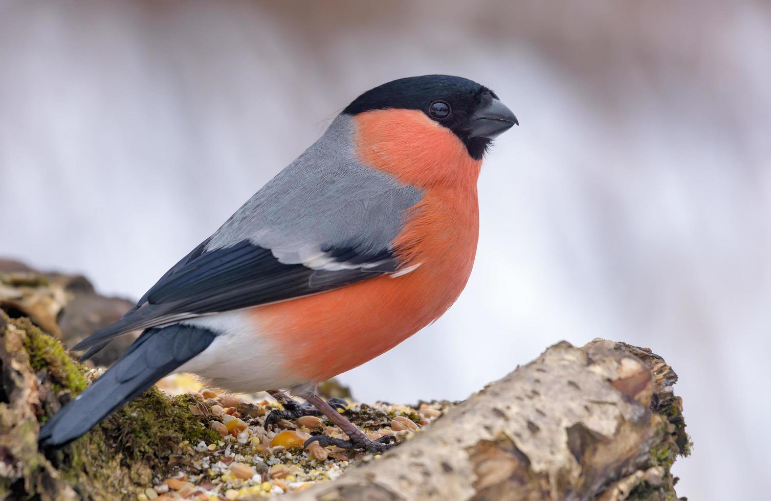 Winter shot of male Eurasian Bullfinch - Pyrrhula pyrrhula - perched on tree stump with clean winter background photo