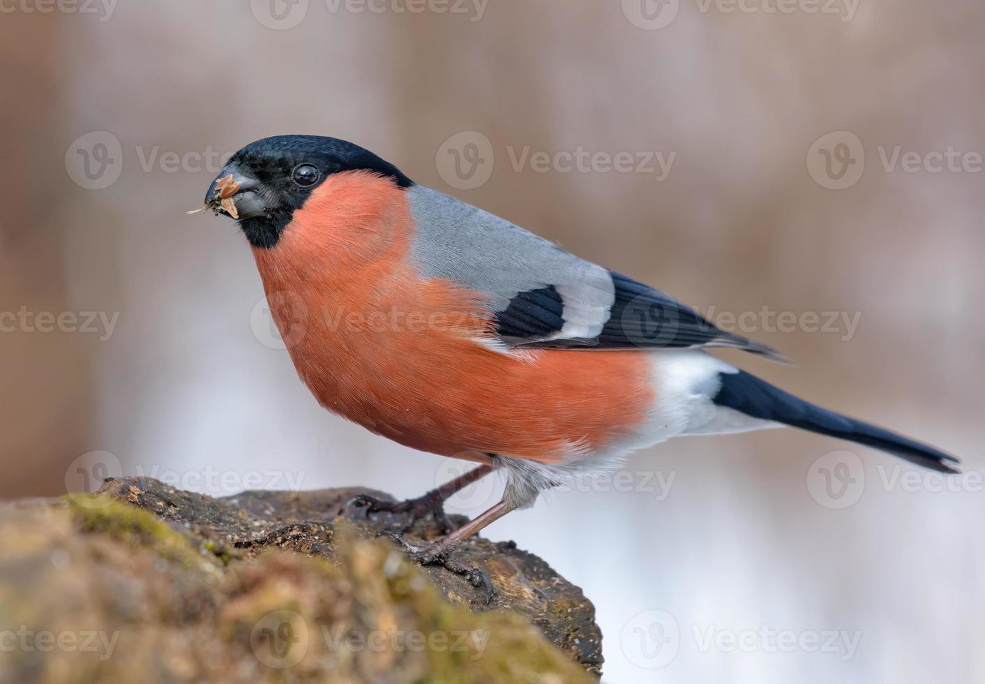 Winter shot of Eurasian Bullfinch - Pyrrhula pyrrhula - perched on small branch with clean snowy background photo