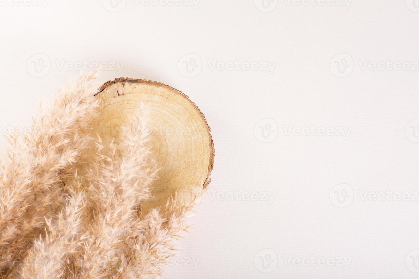 Natural mock-up with cut ofv tree and ears of grass on a light background. Top view photo