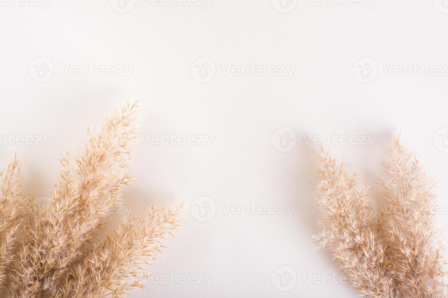 Natural mock-up from ears of grass on a light background with a place for an inscription. photo