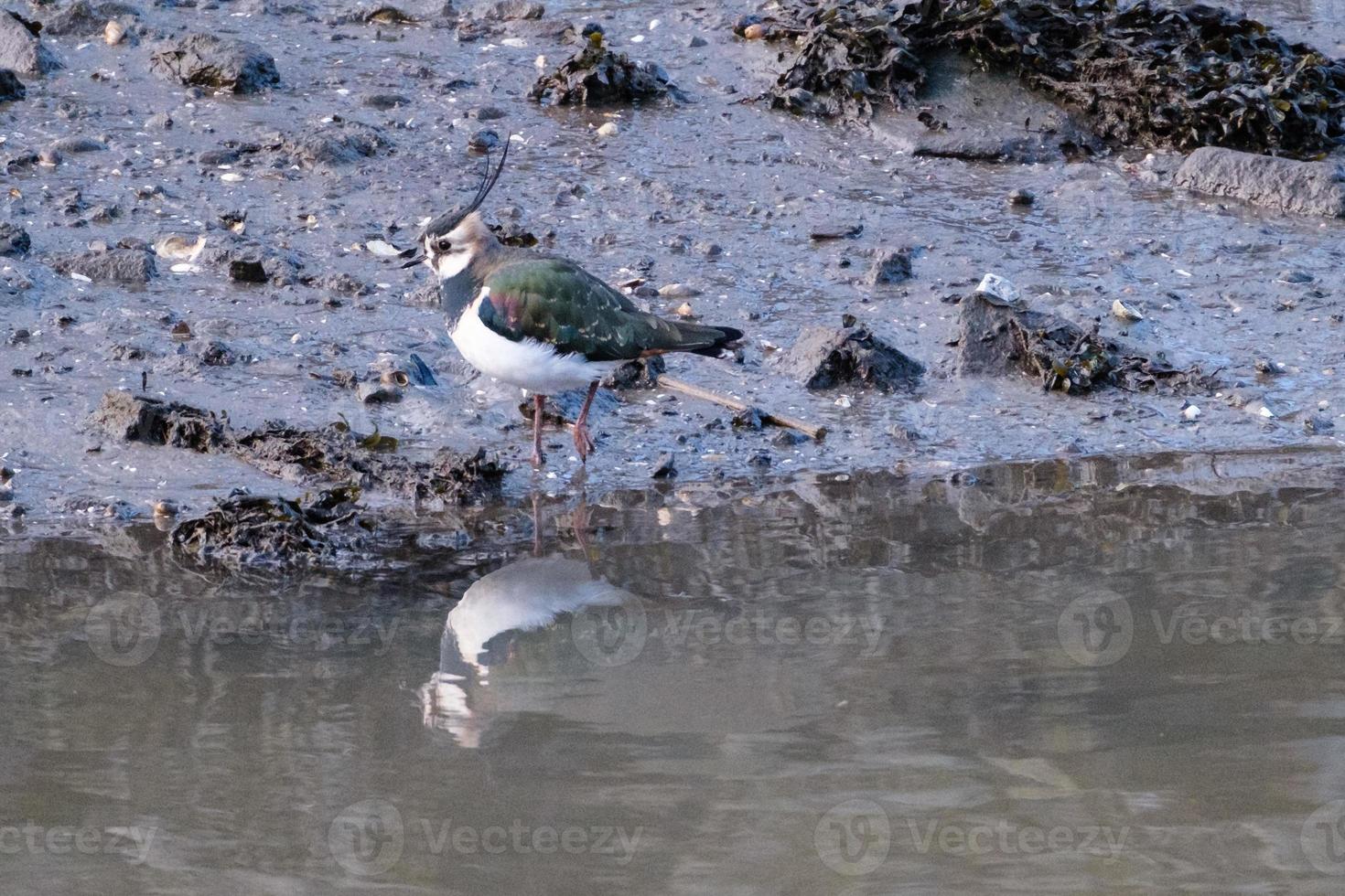 Northern Lapwing Vanellus vanellus, Victoria Park, Belfast, Northern Ireland, UK photo