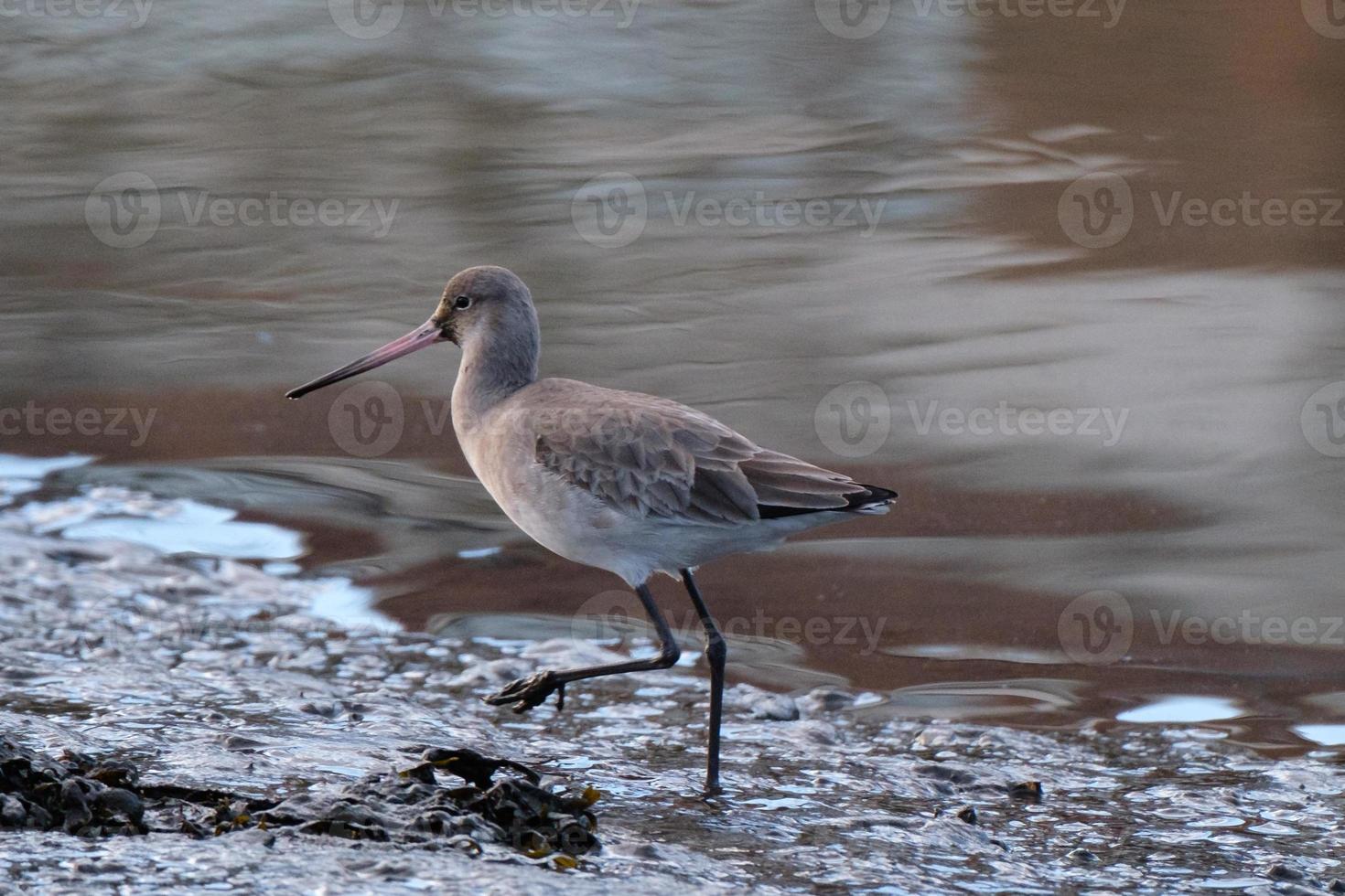 Black-tailed Godwit Limosa limosa, Victoria Park, Belfast, Northern Ireland, UK photo