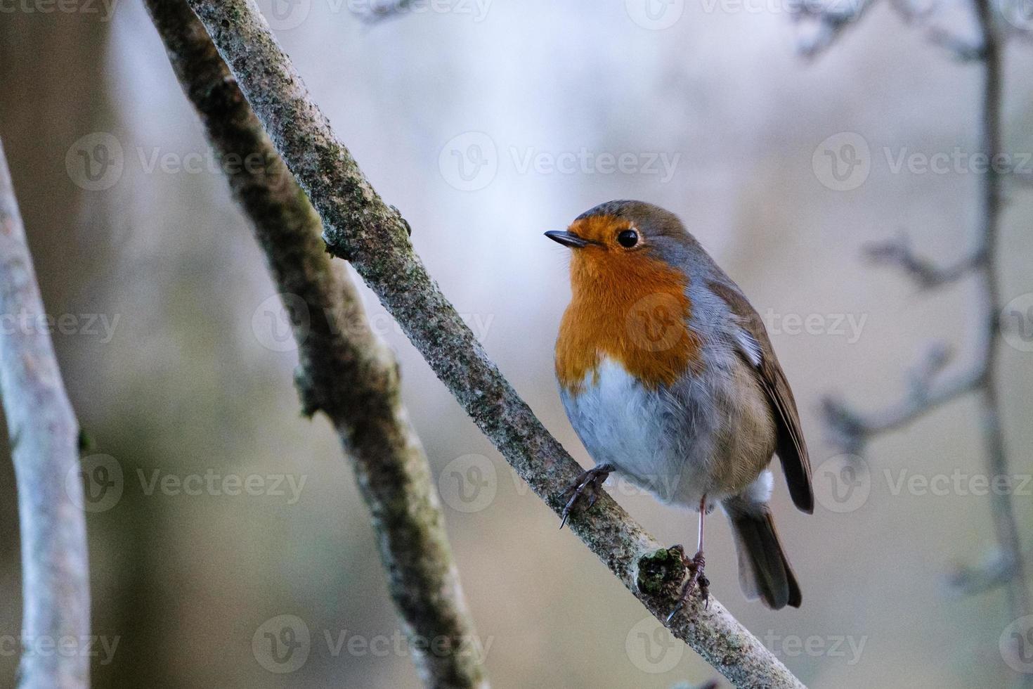 European Robin Erithacus rubecula, Lagan River, Belfast, Northern Ireland, UK photo