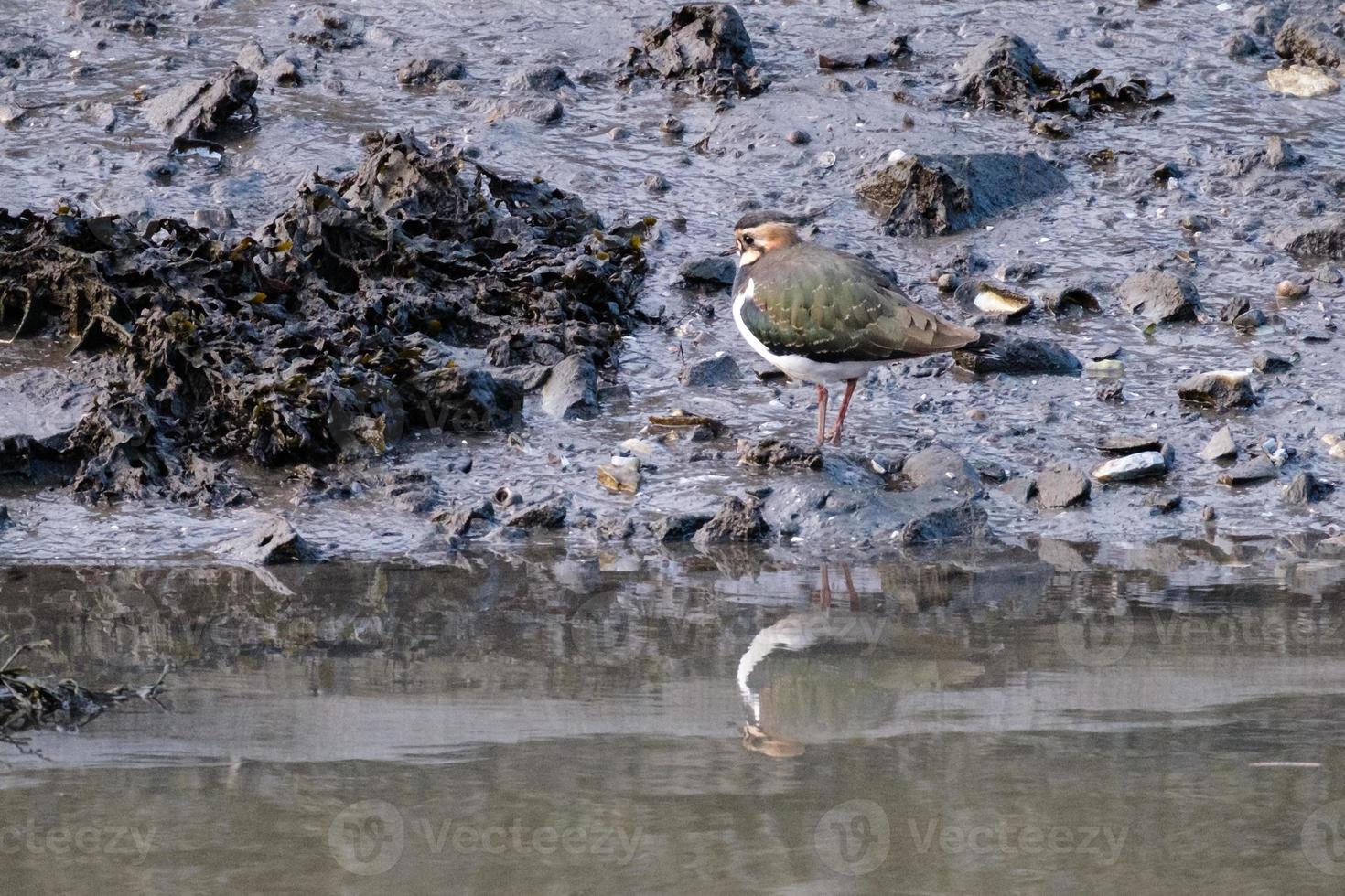 Northern Lapwing Vanellus vanellus, Victoria Park, Belfast, Northern Ireland, UK photo