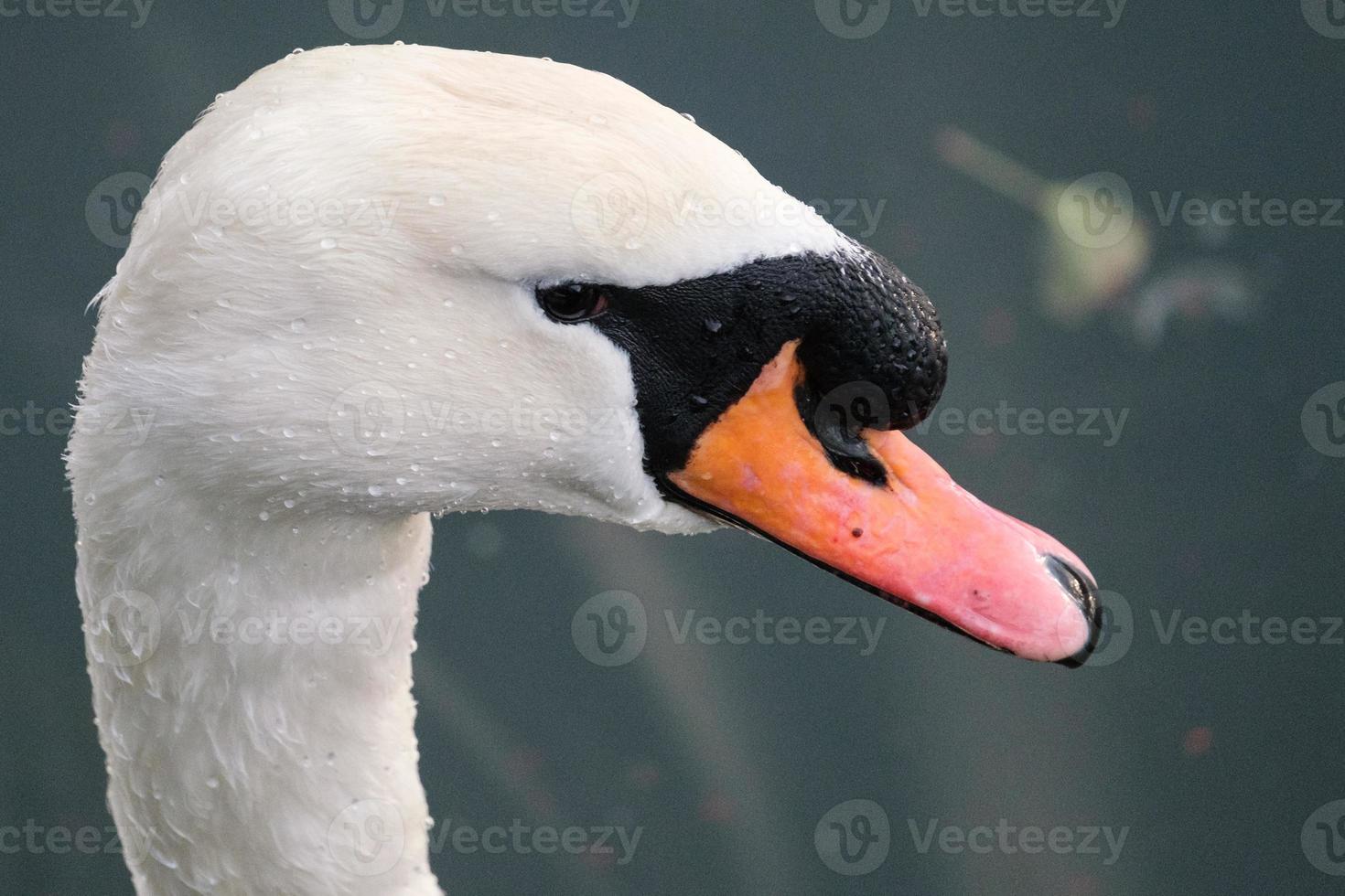 mudo cisne cygnus olor, victoria parque, Belfast, del Norte Irlanda, Reino Unido foto