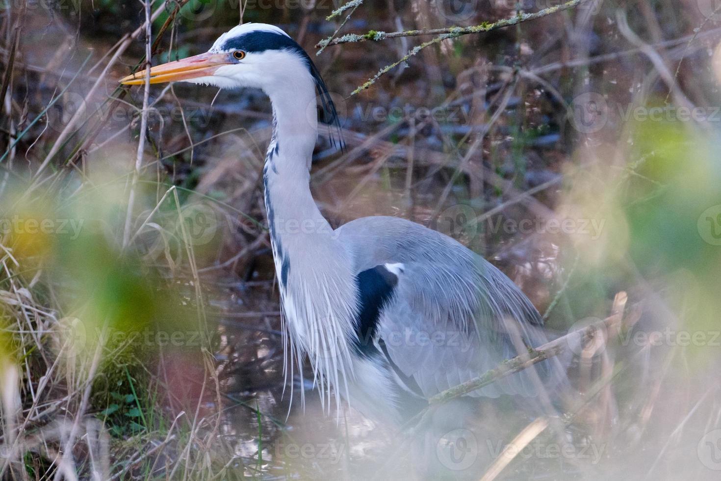 Grey Heron Ardea cinerea, Lagan River, Belfast, Northern Ireland, UK photo