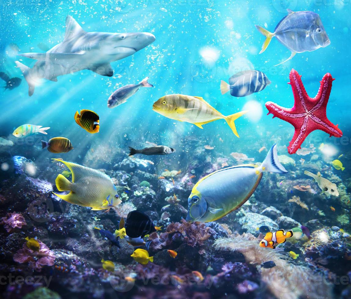 Marine life view photo