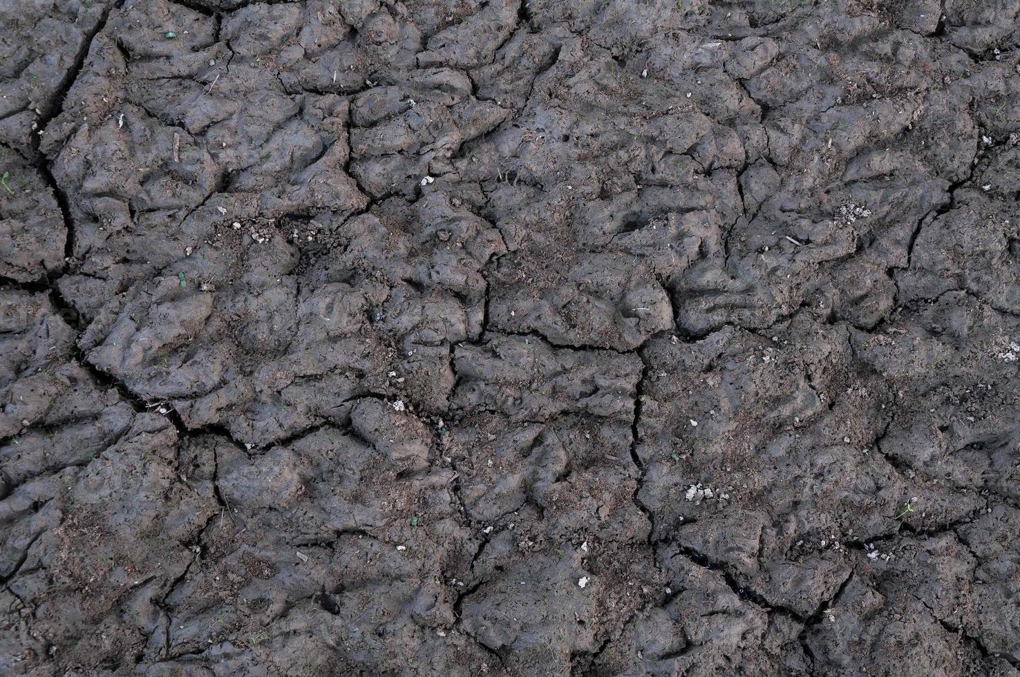 Cracked and barren ground,Dry soil textured background photo