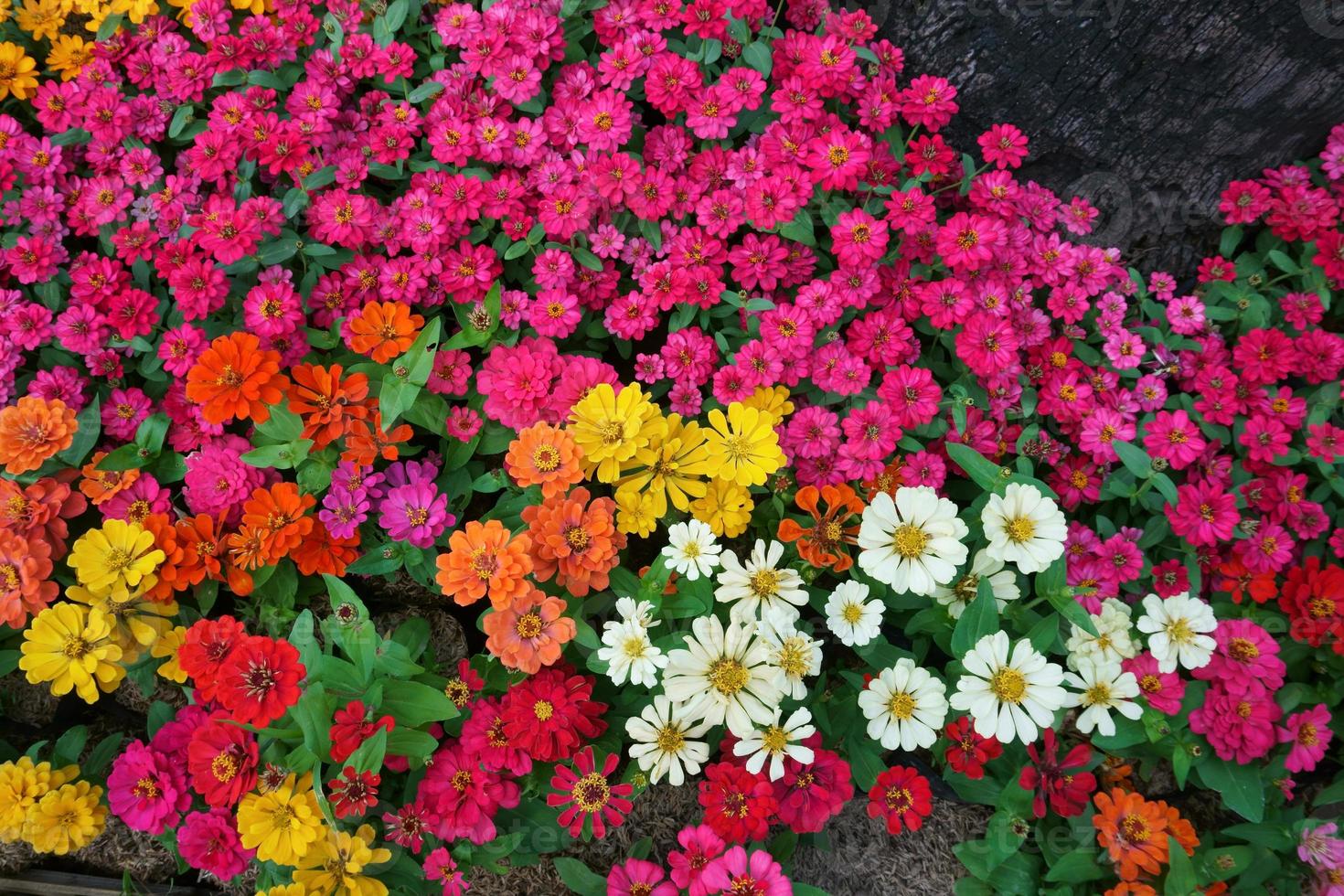 Colourful Zinnia flowers at the garden.Beautiful Floral Background photo
