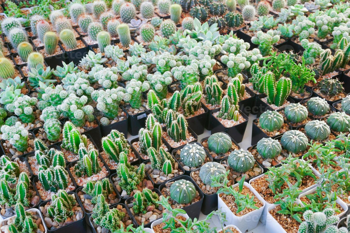 Cactus small there are many varieties in a pot. Placed in many small pots photo