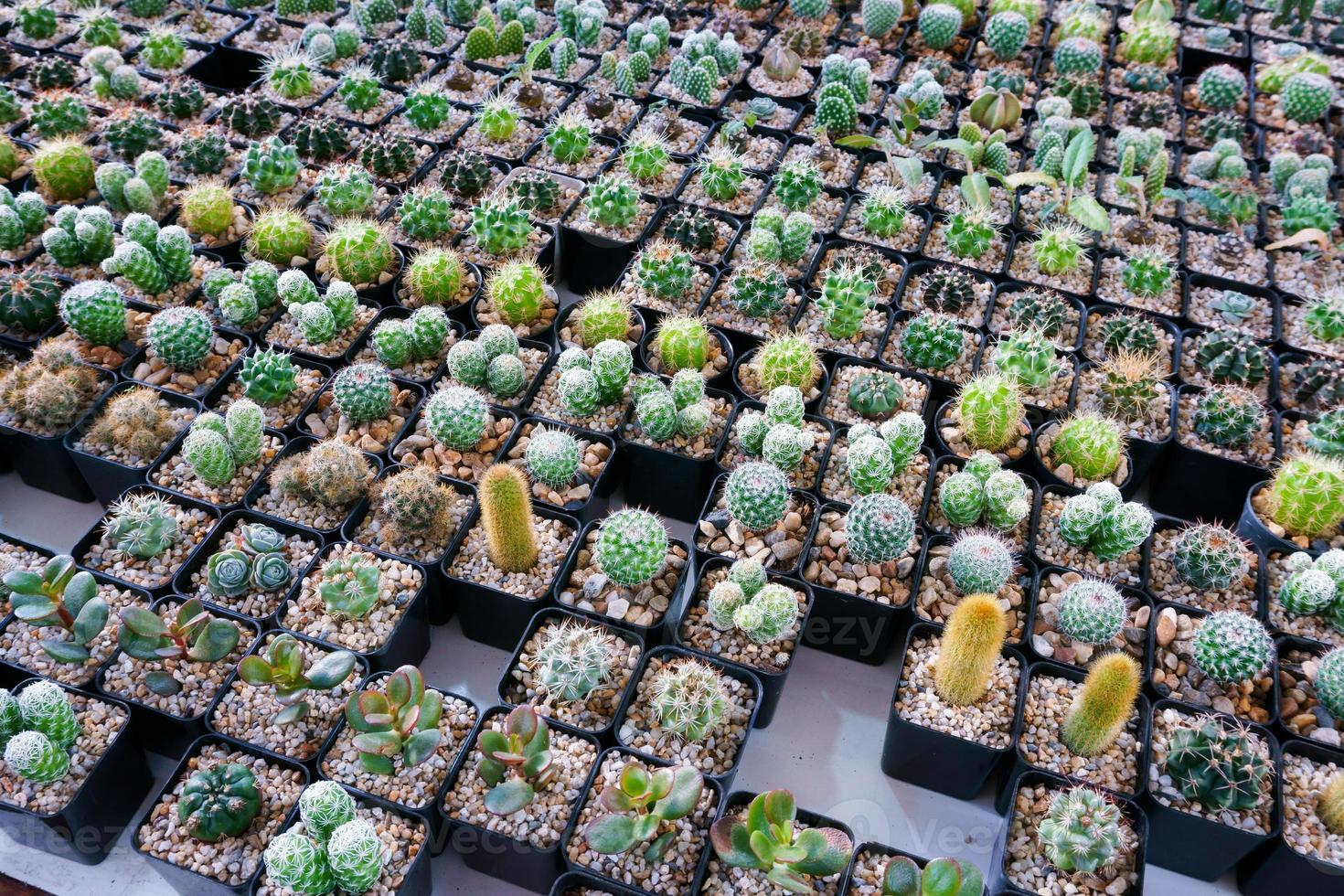 Cactus small there are many varieties in a pot. Placed in many small pots photo
