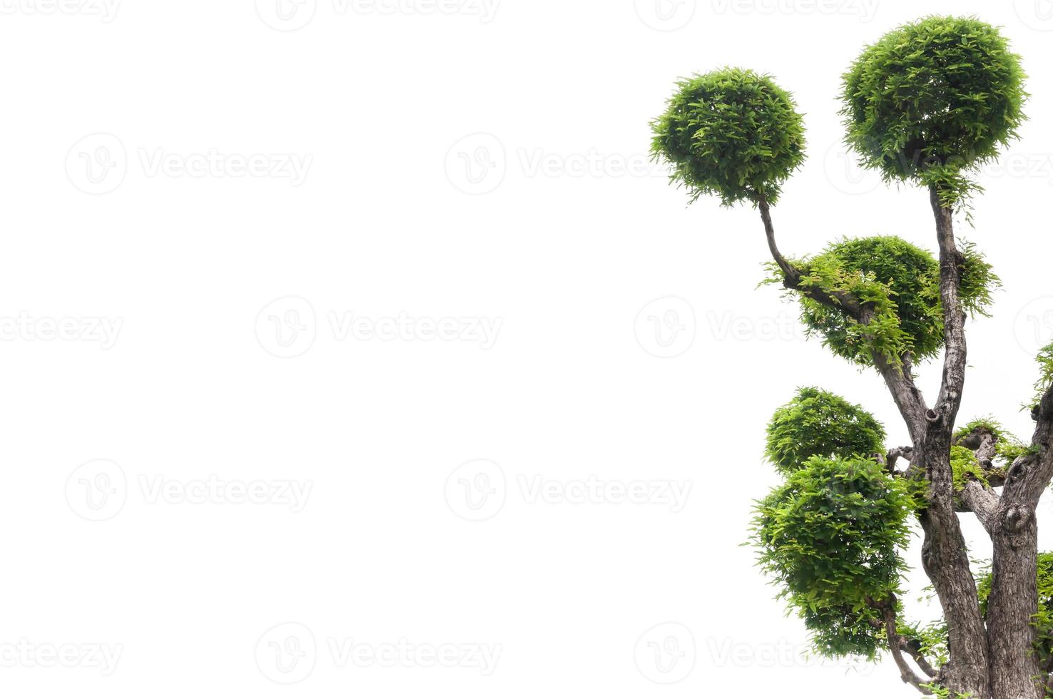 Tamarind tree on white background,green background,bonsai tree on a white background photo