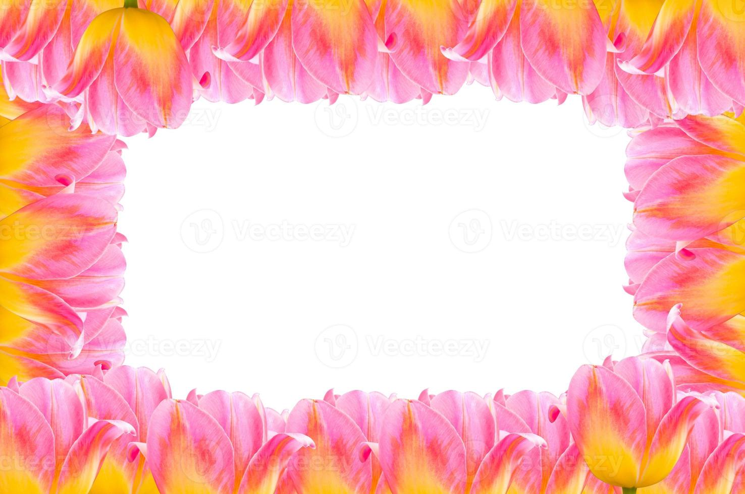 Tulips, frame  Fresh spring tulips flowers with space for text isolated on white photo