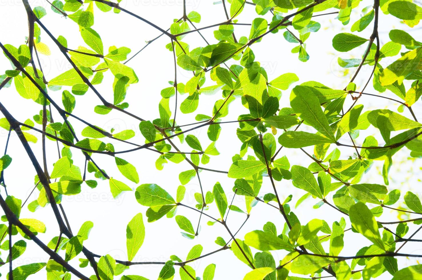 tree leaf from nature use as background, eco concept photo