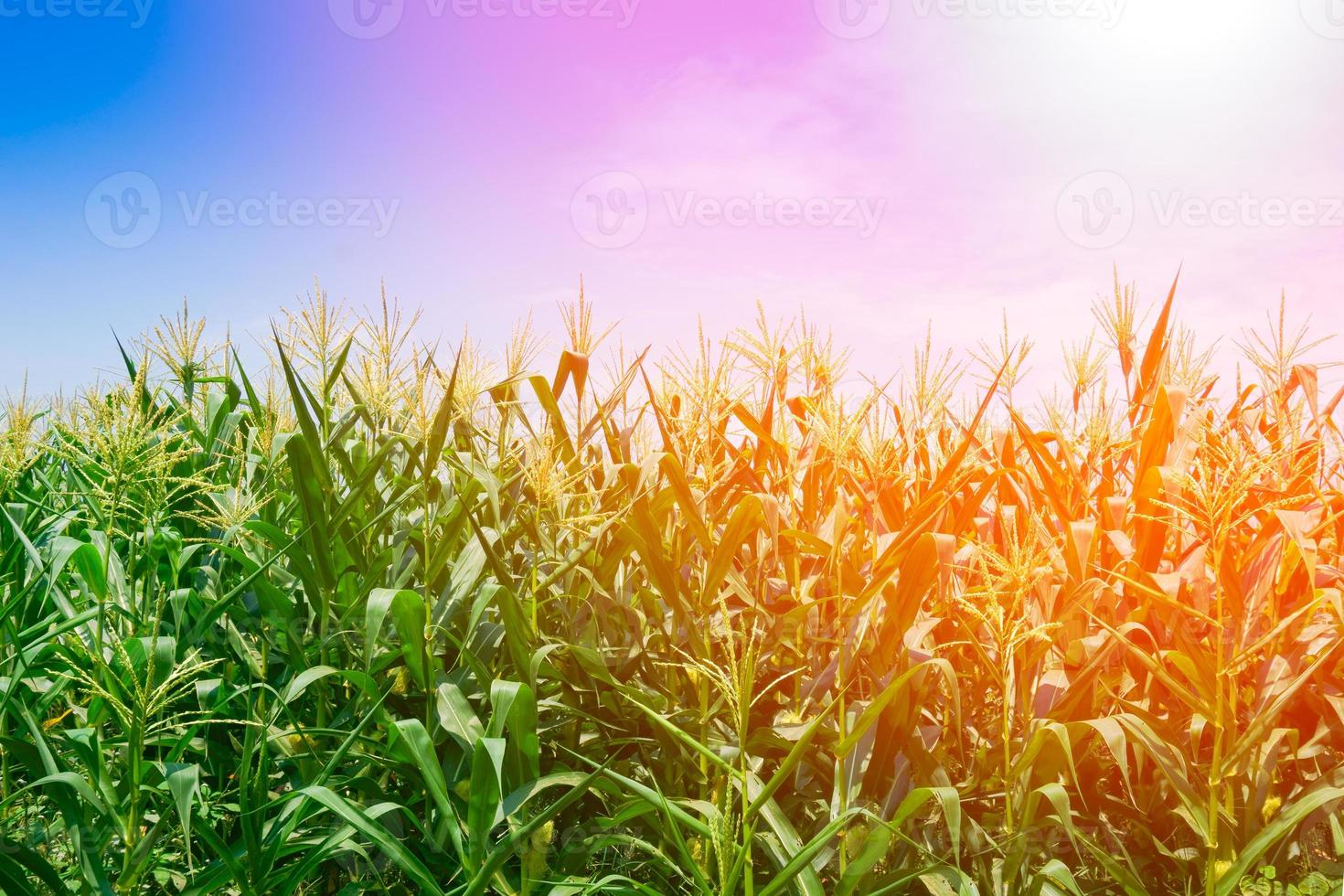 Corn field in clear day, Corn tree at farm land with blue cloudy sky at THAILAND photo