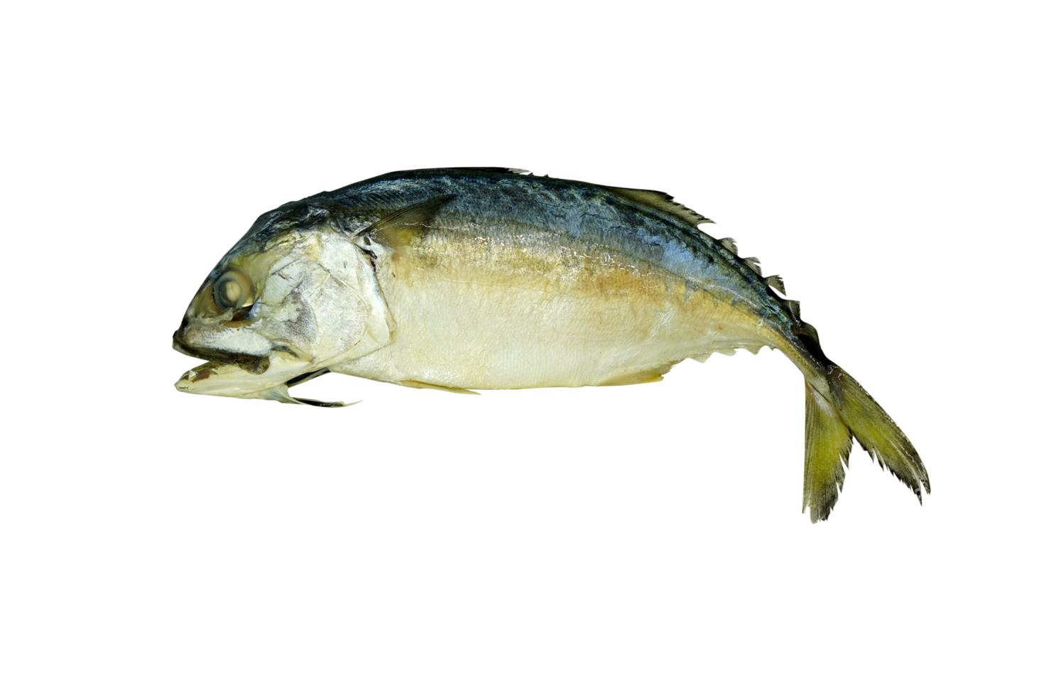 Mackerel food from the sea contains iodine. png