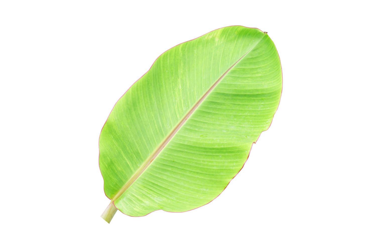 banana leaves for food wrapping png