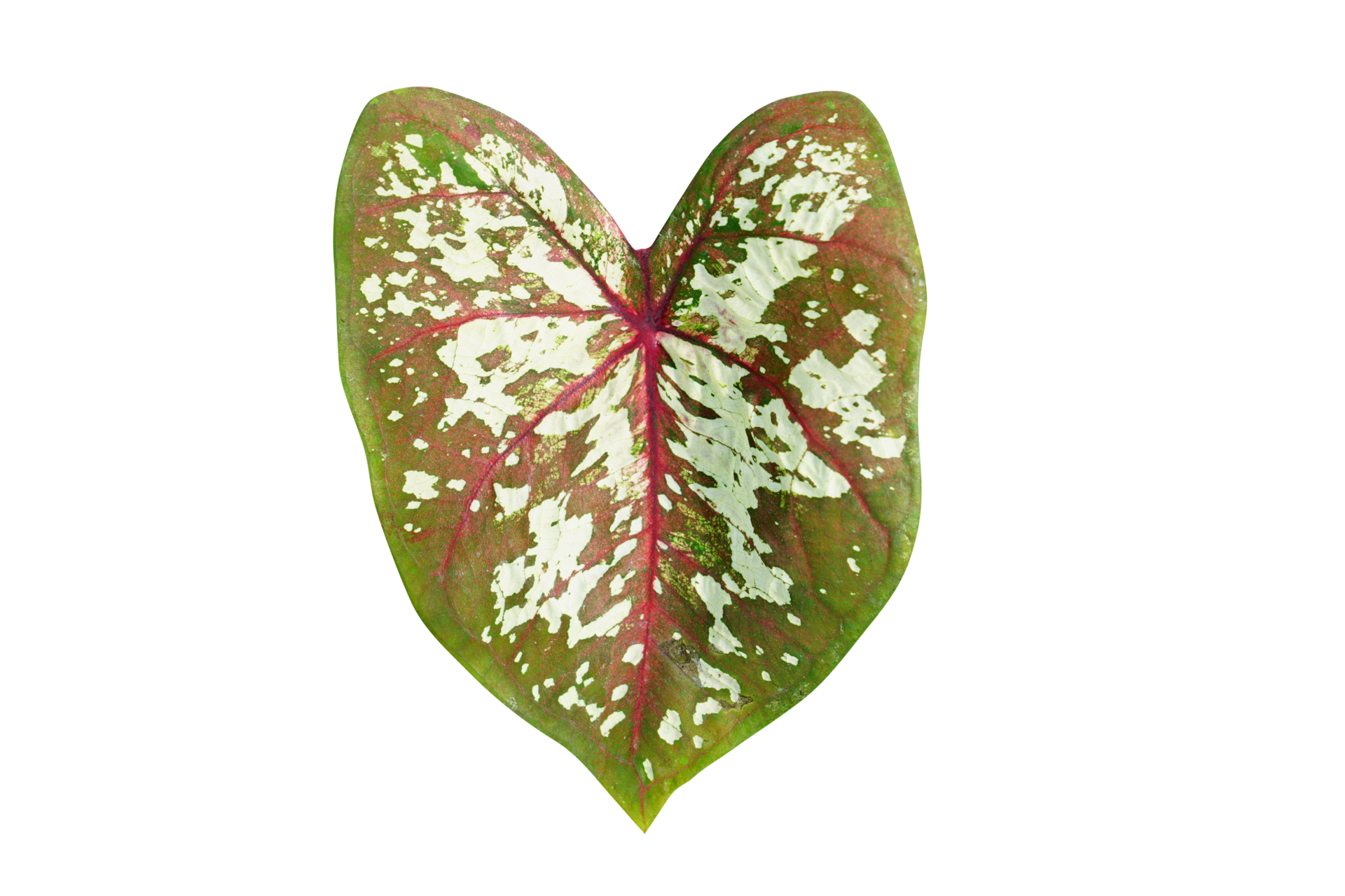 beautiful Caladium bicolor leaves 20943612 PNG