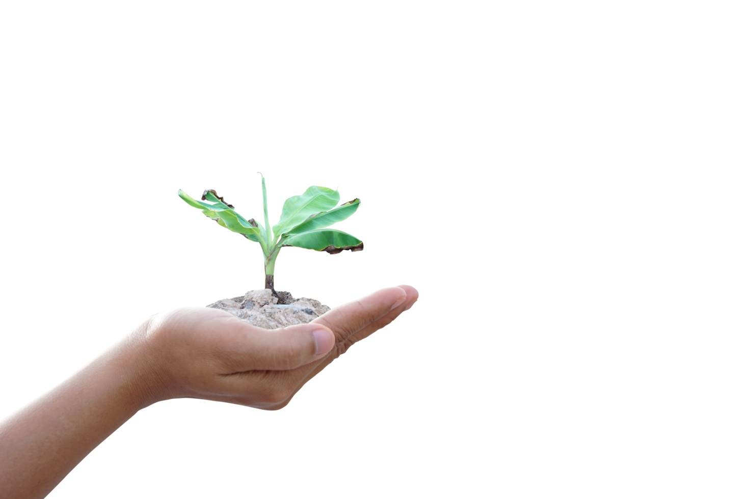 concept of saving the world tree in human hands png