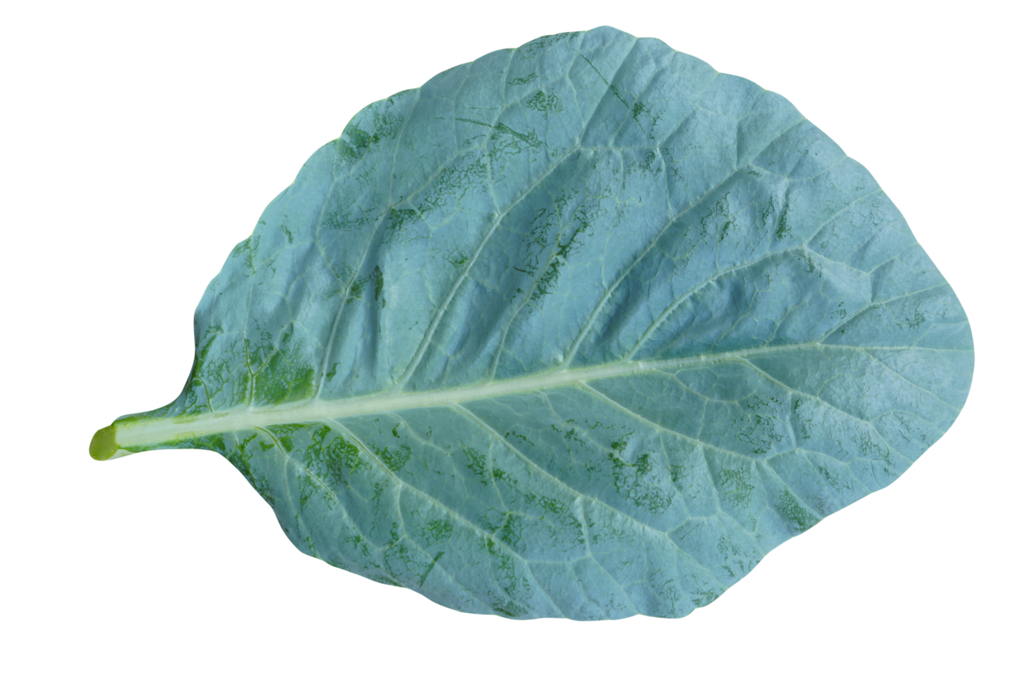 verde col rizada hojas son usado para cocinando. png