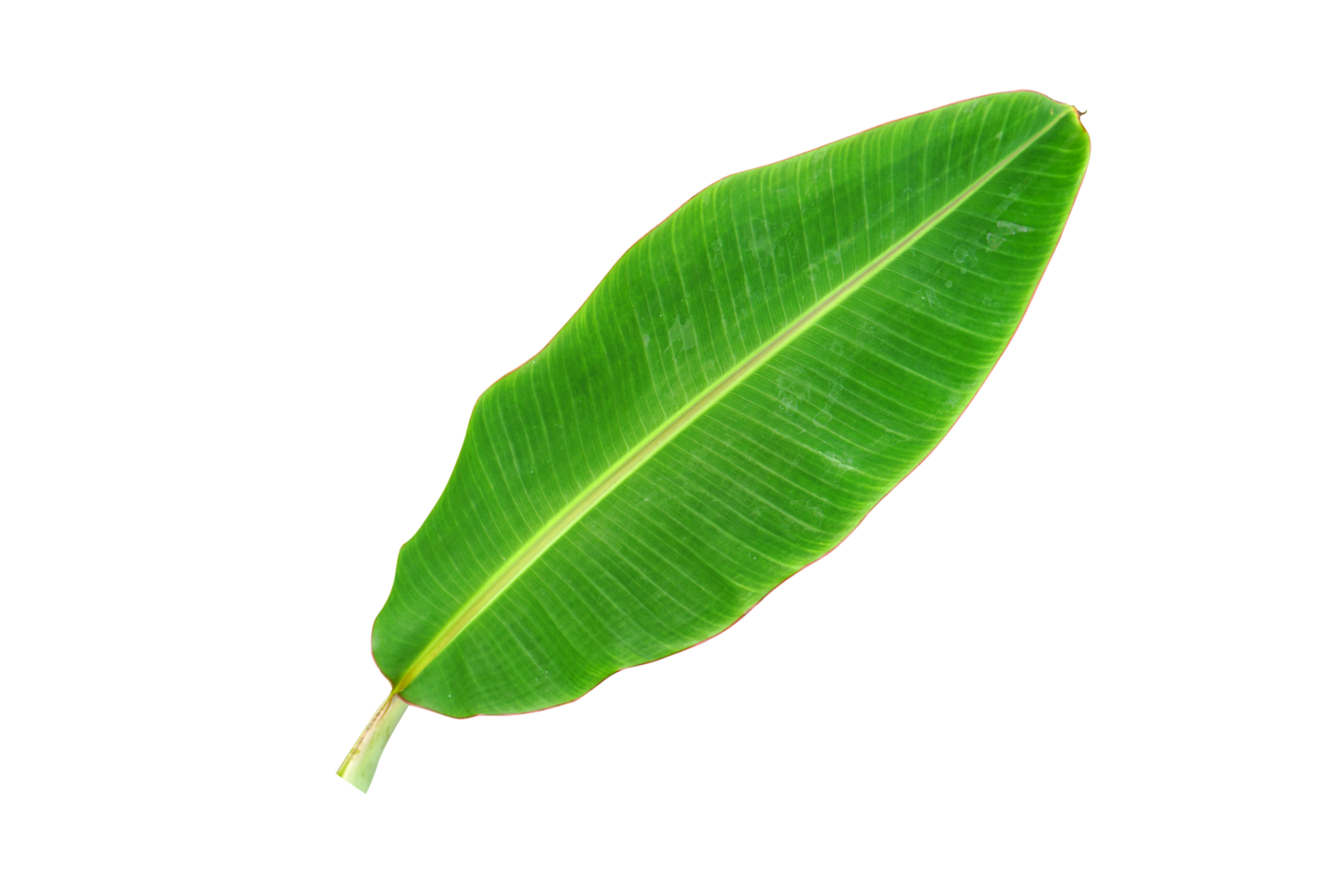 banane feuilles pour nourriture emballage png