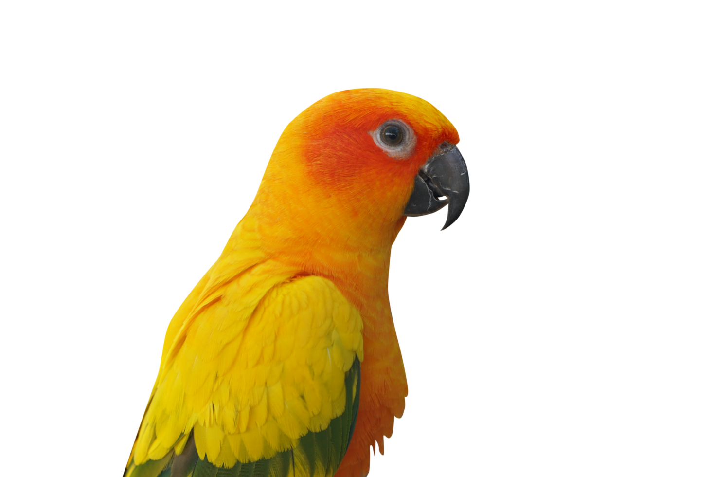 parrot on the branch png