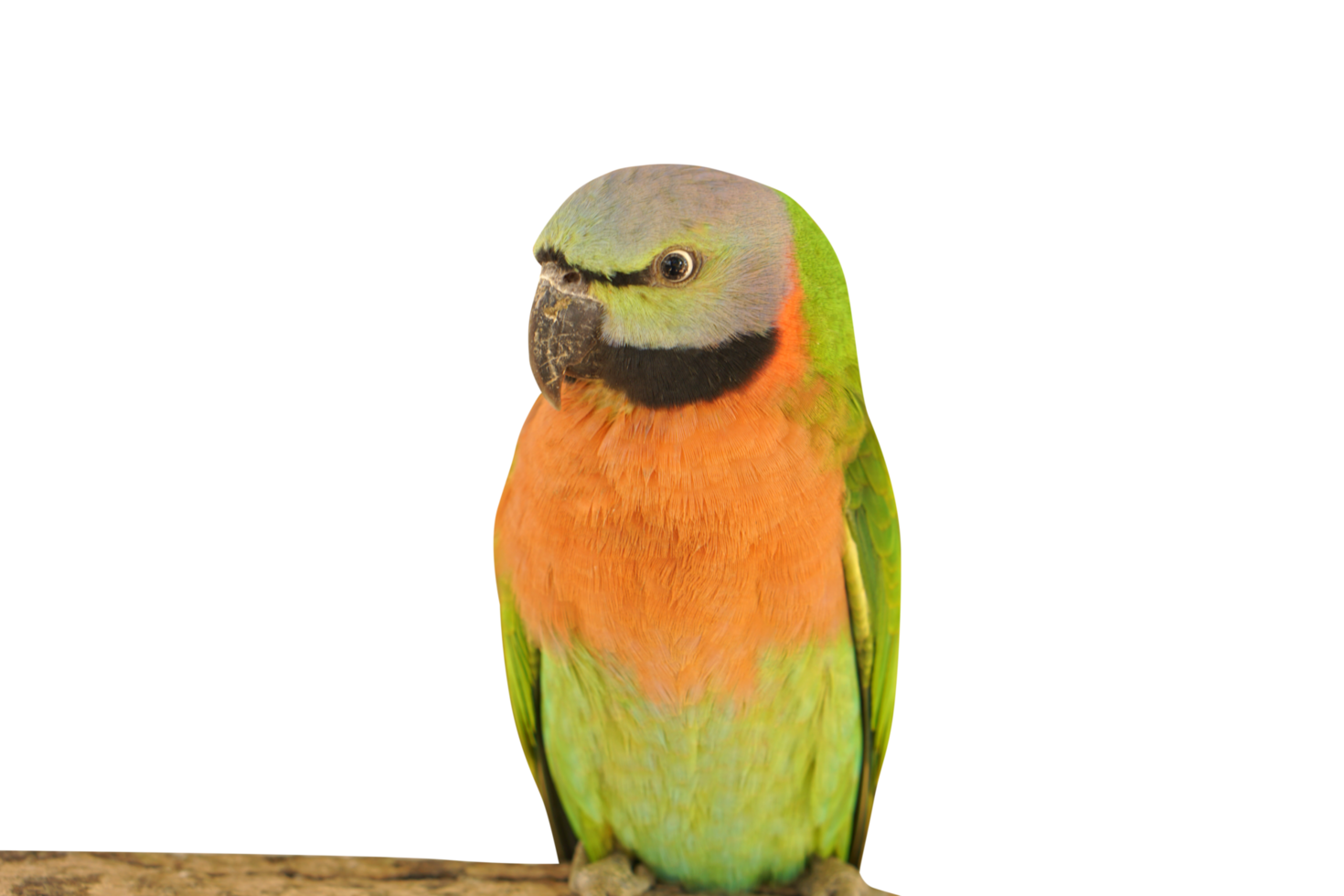 parrot on the branch png