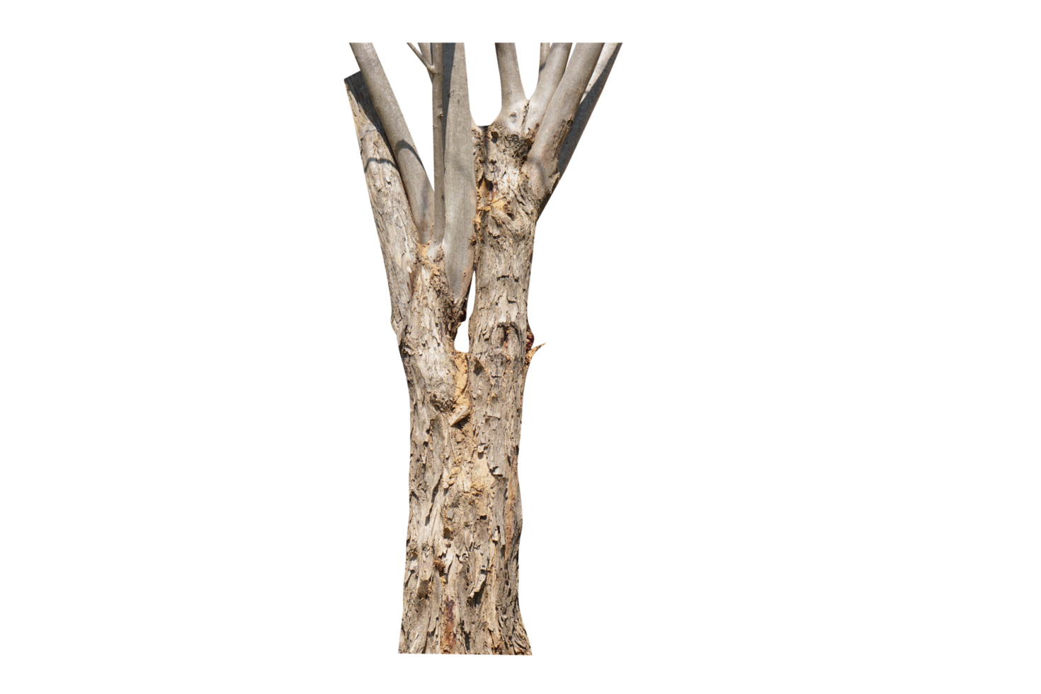 tree with broken bark png