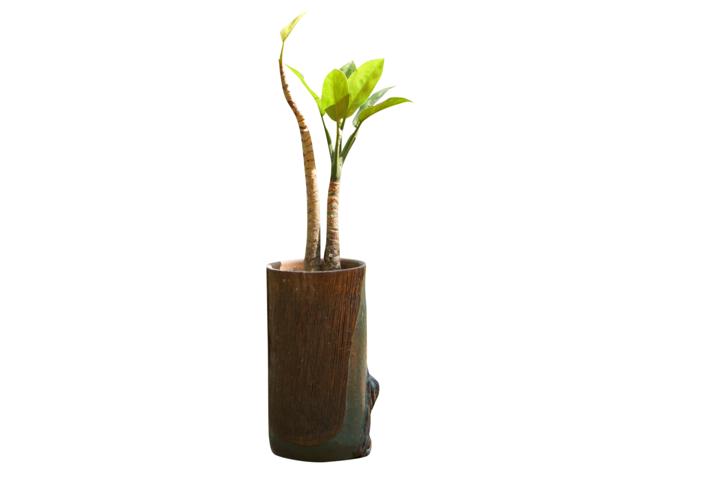 tree in a vase png