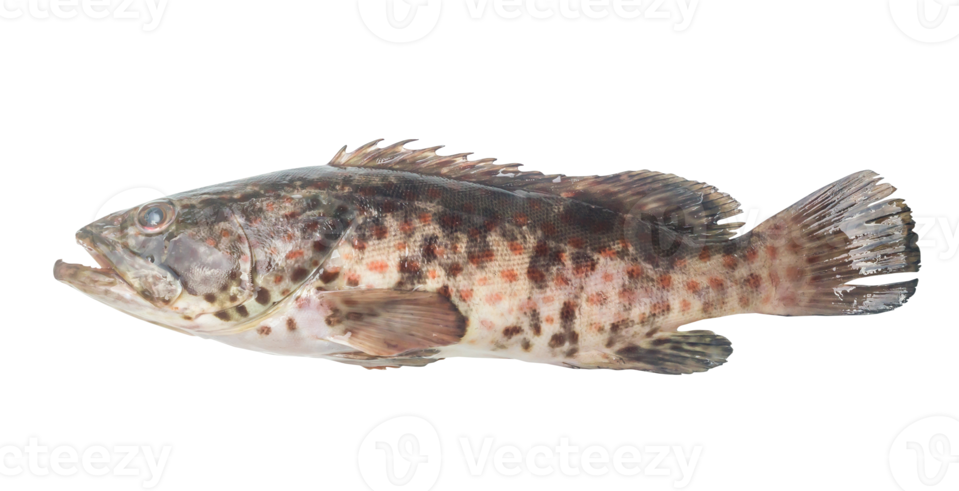 Fresh red spot grouper isolated with clipping path in png file format, Close up photo of big sea fish