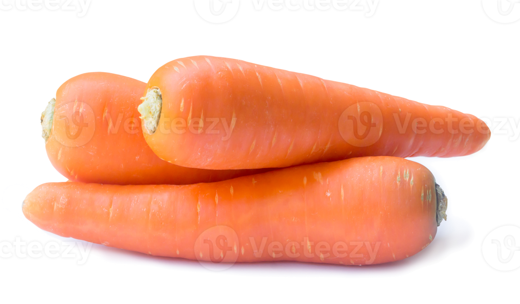 Three fresh orange carrots isolated with clipping path and shadow in png file format, Close up of healthy vegetable root with full focus