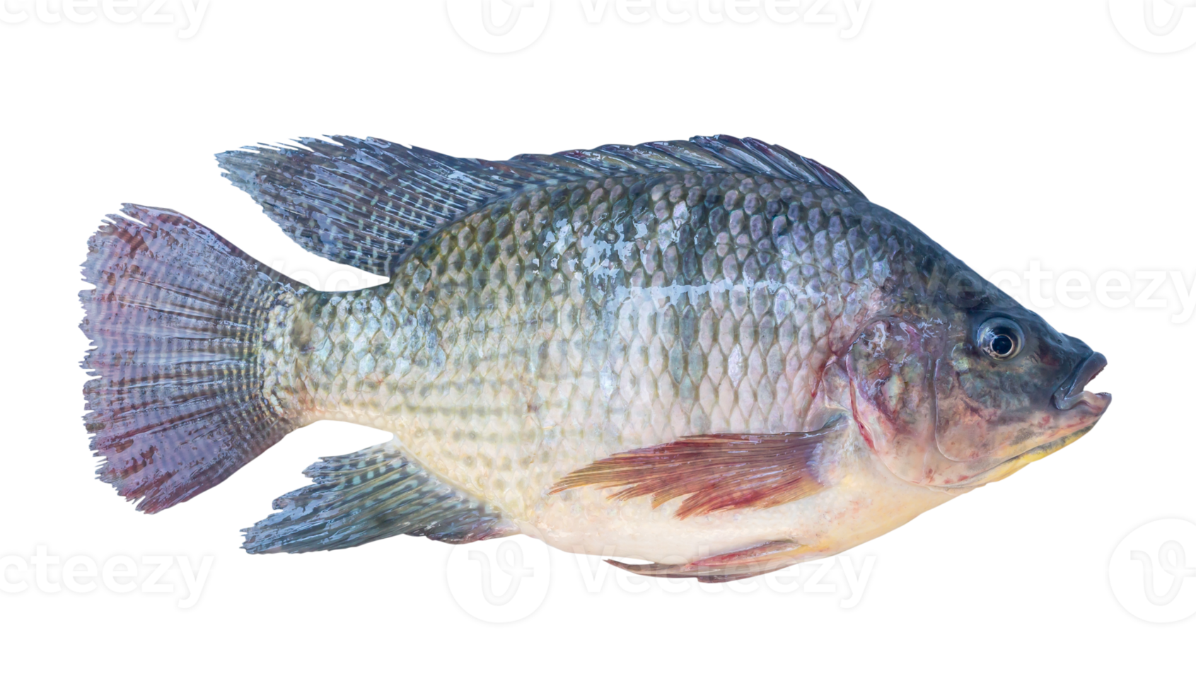 fresco Nilo Tilapia o pla nono nel tailandese, d'acqua dolce pesce isolato con ritaglio sentiero nel png file formato