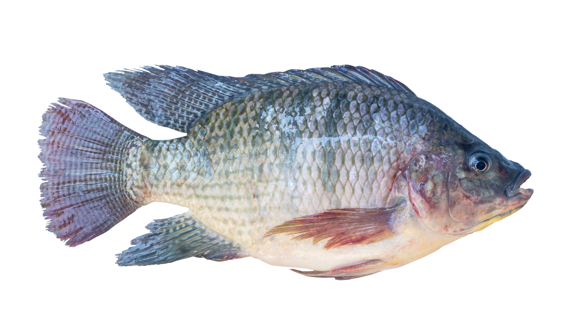 Fresh Nile Tilapia or Pla nin in Thai, freshwater fish isolated with