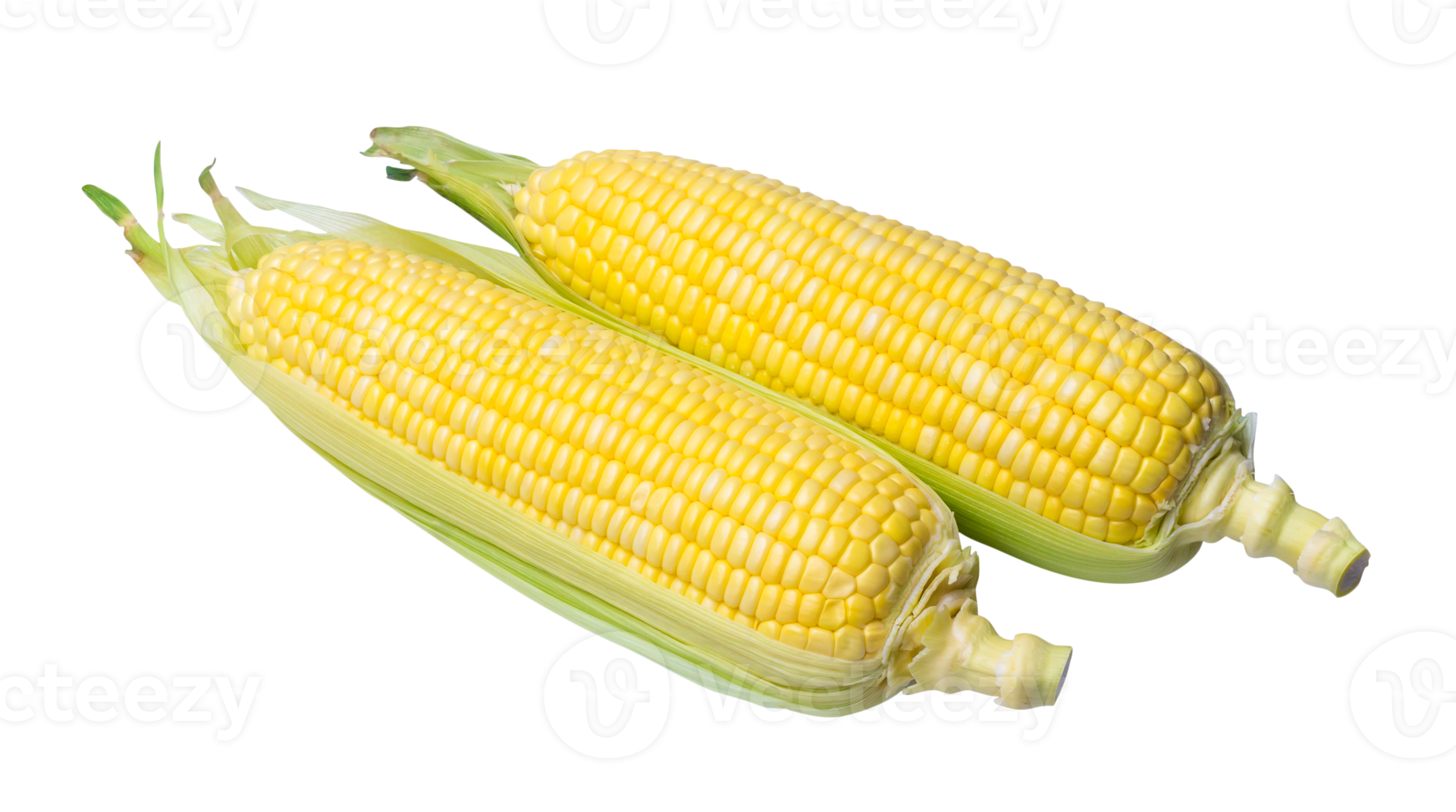 Two pods of fresh beautiful yellow sweet corn isolated with clipping